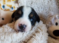 Entle Swiss Mountain dogs for sale in NM